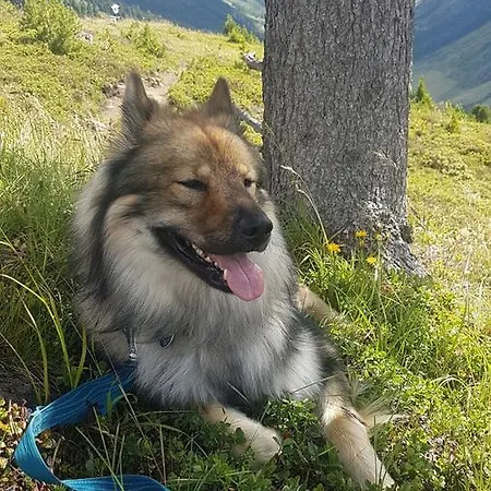 Zillertal 아파트 *